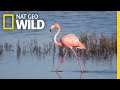 Flamingo Mysteriously Appears In A San Diego Salt Marsh Far From Home Nat Geo Wild