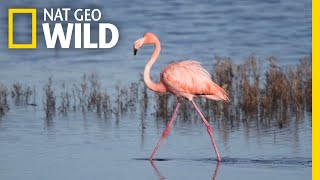 Flamingo Mysteriously Appears in a San Diego Salt Marsh, Far From Home | Nat Geo Wild by Nat Geo WILD