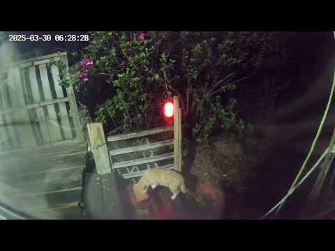 Cat Harbor ~ Home To 3 adult cats ~ 4 if u count the tuxedo father of several adorable kittens.