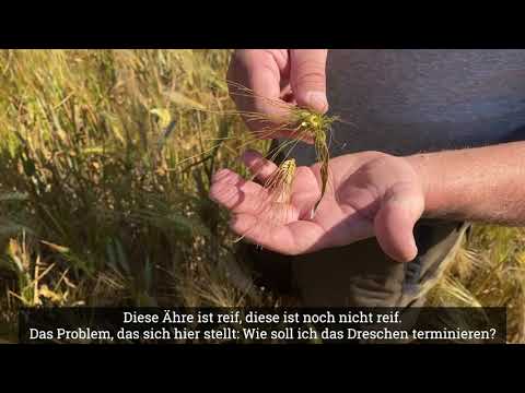 Monatshof Juli - Zwiewuchs bei der Gerste