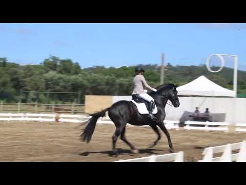 PROVAS DE ENSINO | Centro Hípico Lebreiro de Azambuja