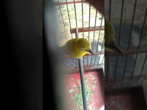 Pleci Novyj Trend Smotret Onlajn Na Sajte Trendovi Ru