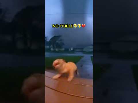 PIBBLE NO😭😭💔 #pibble #wash #my #belly !