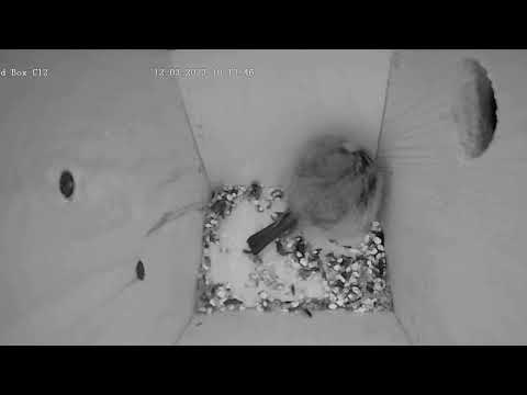 20230312 pm Live bird box