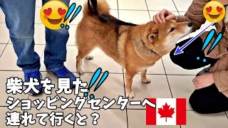 【海外愛され柴犬】海外で大人気! 柴犬をショッピングへ連れて歩くとカナダ人の反応がおもしろすぎ♪【海外の反応】クリスマス編