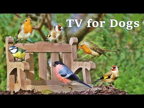 Dog Watch TV Spectacular - Videos for Dogs to Watch Garden Birds ✅
