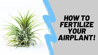 How To Properly Fertilize Your Airplants (Tillandsia)