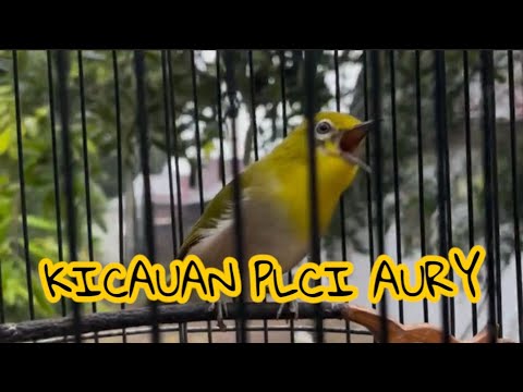 Kicauan pleci Aury