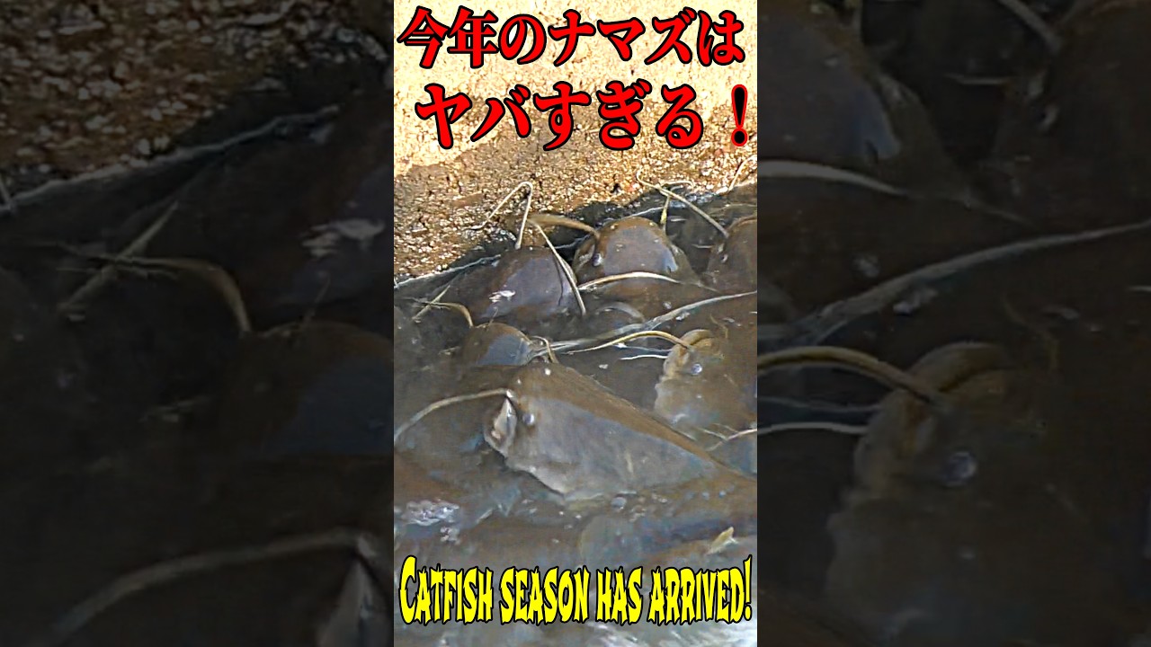 今年のナマズはヤバすぎた！