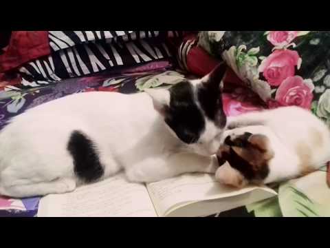 Cat videos | cat love