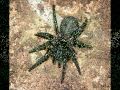 Spiders And Snakes
