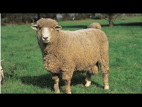 How Farmers Raise Young Sheep Effectively - Wool Factory