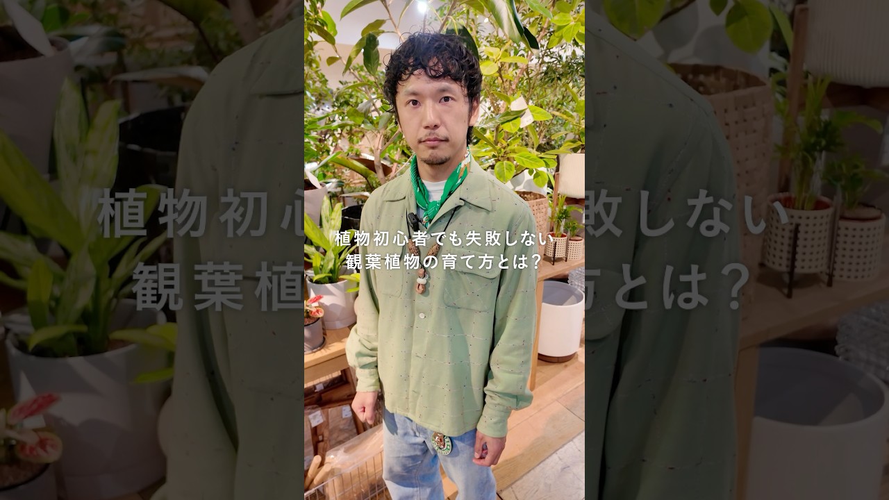 初心者も失敗しない！？観葉植物の育て方とは！