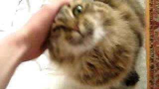 The trained cat. Teesha  - Norwegian Forest cat (as I think) Or Maine Coon??