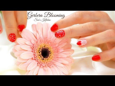 Gerbera Flower Blooming Time-lapse | Rain Music