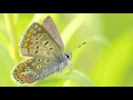 528 Hz Theta Meditation Transformation And Miracles Binaural Beats