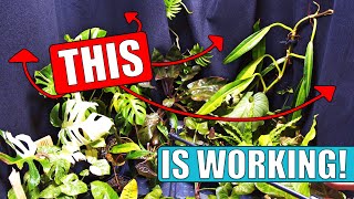 Growing Rare Plants On Carpet, Cheap Living Wall Material