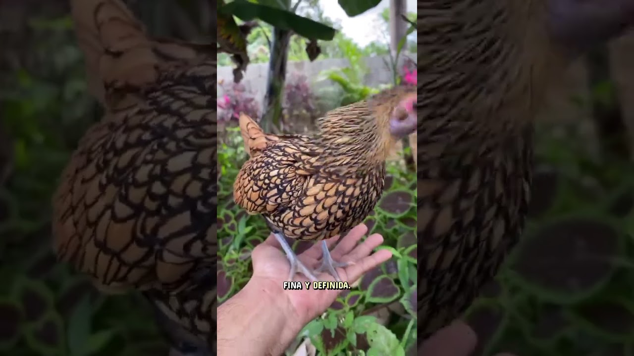 The 10 Strangest Chickens on the Planet