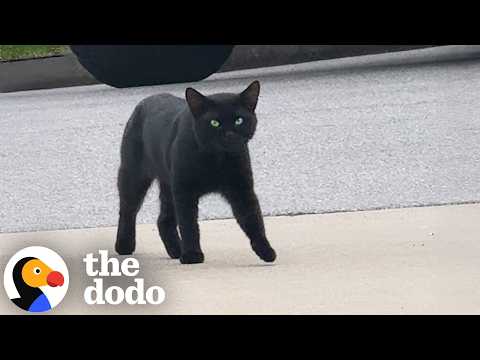 Black Cat Decides Not To Be A Stray One Day.. | The Dodo