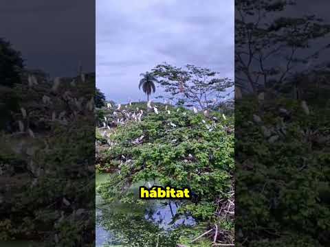 Garcero en los llanos orientales, Municipio de Pore Casanare Colombia. una hermosura 😍