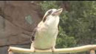 Download lagu Kookaburra calls-Cincinnati Zoo mp3 Download lagu Kookaburra calls-Cincinnati Zoo mp3