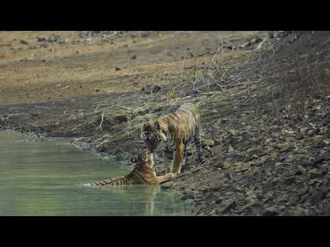 # Panna national park # jangle # wildlife # pratyaksha #Anvita 