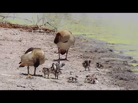 Cute Egyptian Geese Husband and Wife and their Babies