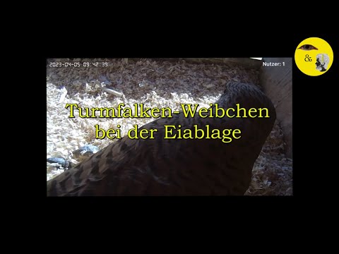 Turmfalken-Weibchen legt ein Ei 😊