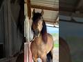 Hongre - PRE - 6 ans - Dressage/ Polyvalent - Suisse