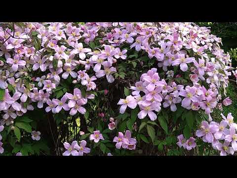 マウンテンクレマチス「ルーベンス」 植物