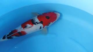 video van Sanke  2503009