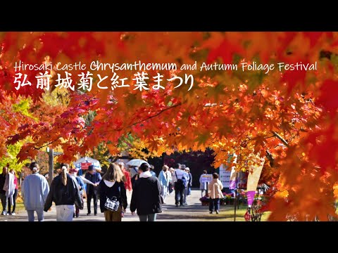 【東北・青森】弘前城菊と紅葉まつり2025