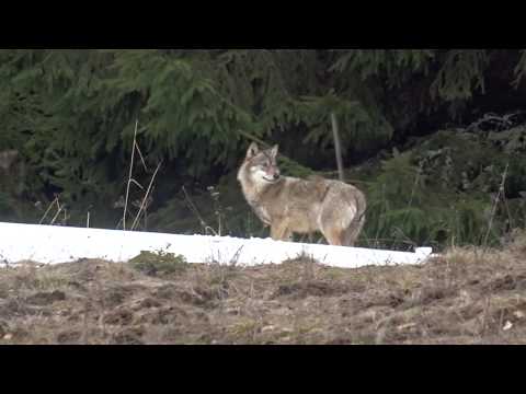 Lupul singuratic din Muntii Gurghiului