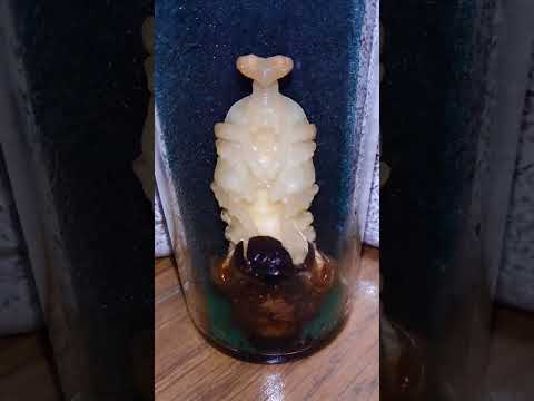 カリウム石鹸：昆虫を自然に駆除するためにどのように使用すればよいですか？  庭園