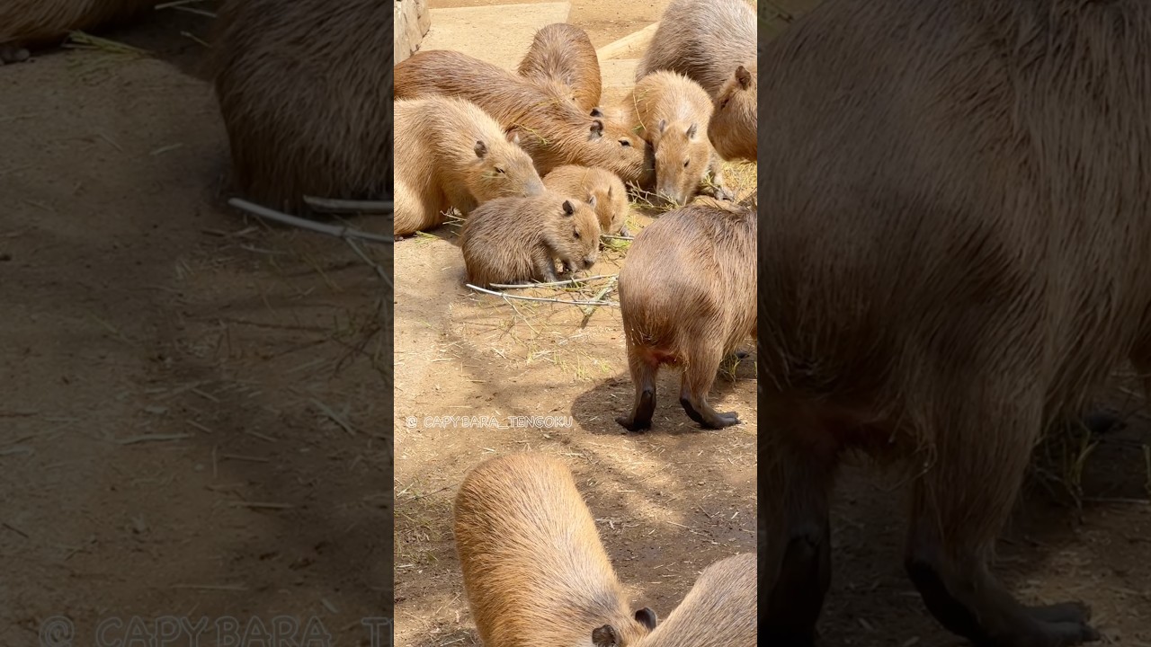 平和すぎるカピバラたち🌿 #カピバラ