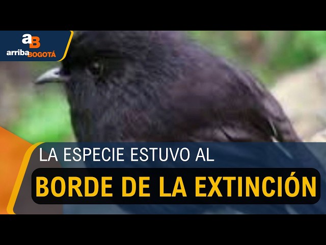 El petirrojo negro de Nueva Zelanda es elegido Ave del Año 2026