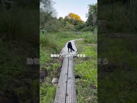 #短期語学研修 #留学 #ニュージーランド  #共愛学園前橋国際大学