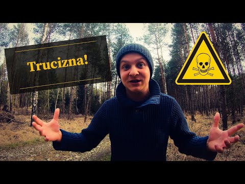 Leśne trucizny: Jak wygląda Wawrzynek Wilczełyko? Czy jest trujący? #20