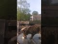 Is This Food Good Or Is He Hungry