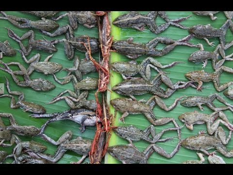 Awesome cooking Frog