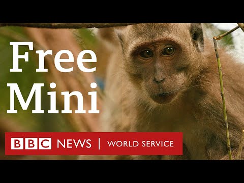 Free Mini: Rescued baby monkey escapes exploitation and returns to the wild - BBC World Service