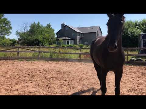 Diamant de Semilly 3yr old