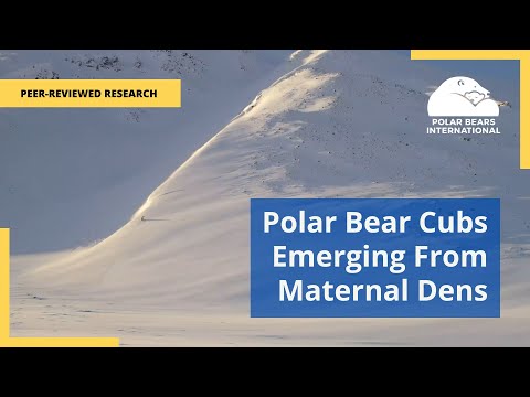 Watch: Rare footage shows bear cubs emerging from den for first time