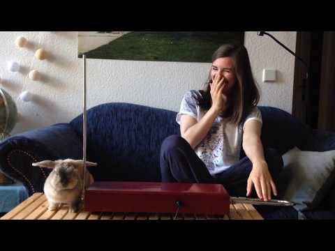 Bunny Momo plays Theremin by ear