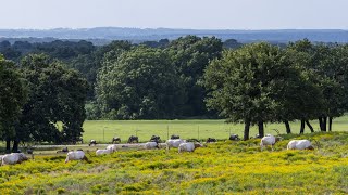 It Is Not Just About The Animals Here