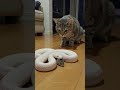 The Snake Protects The Mouse Even The Cat Is Stunned
