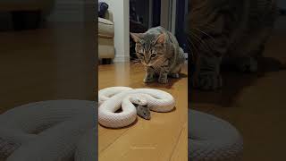 The Snake Protects the Mouse?! Even the Cat Is Stunned