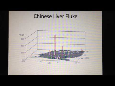 Chinese Liver Fluke