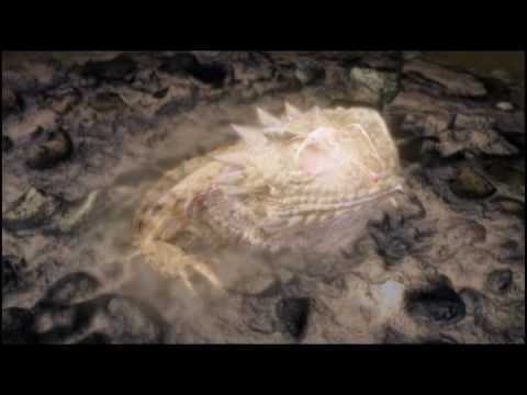 The Regal Horned Lizard