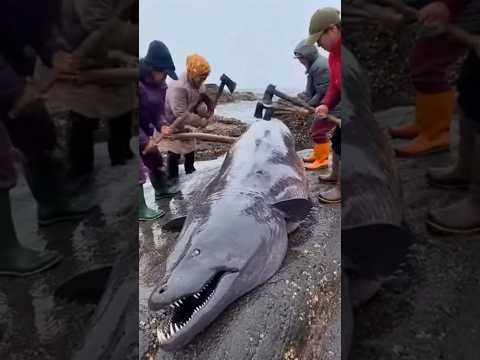 What's Inside This Giant Moray Eel?! 😱